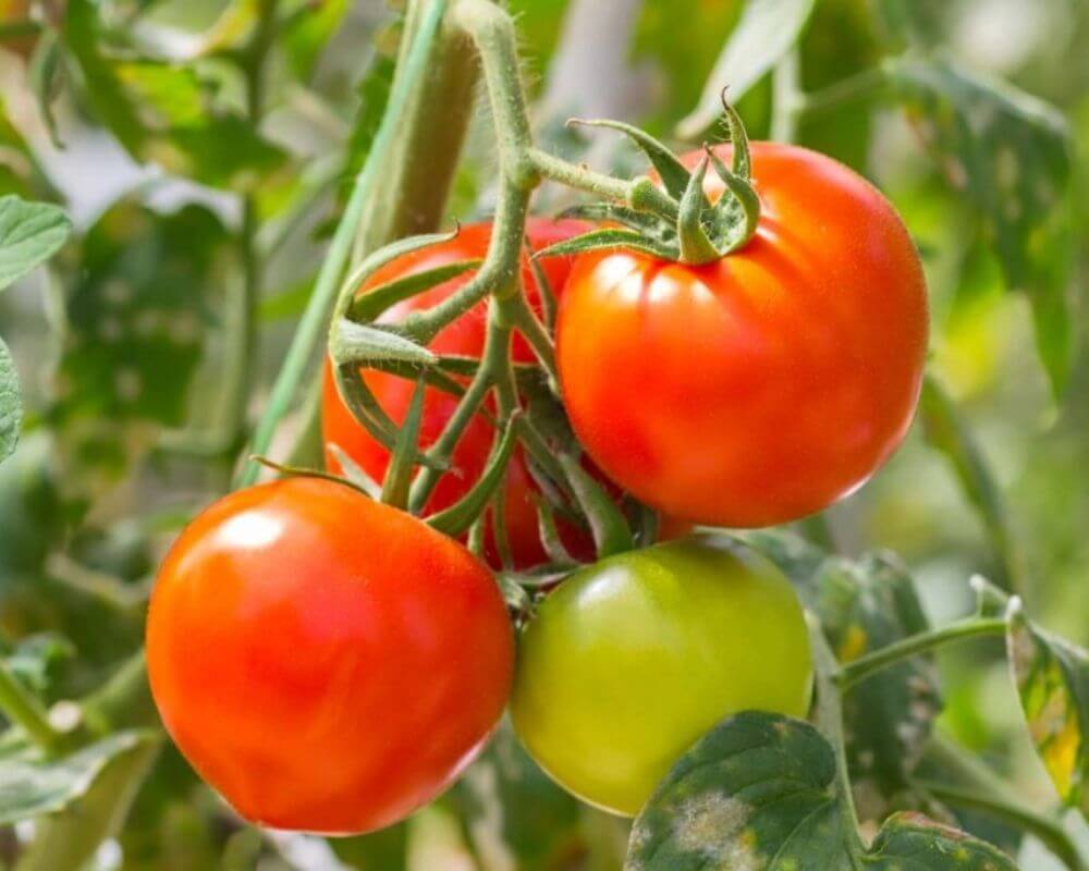 Tomato Cover