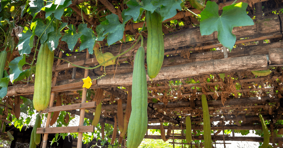 Luffa: Everything You Need To Know – Soups Junction