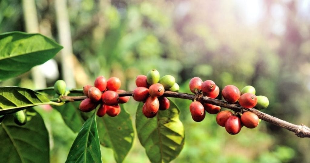 Growing Beans