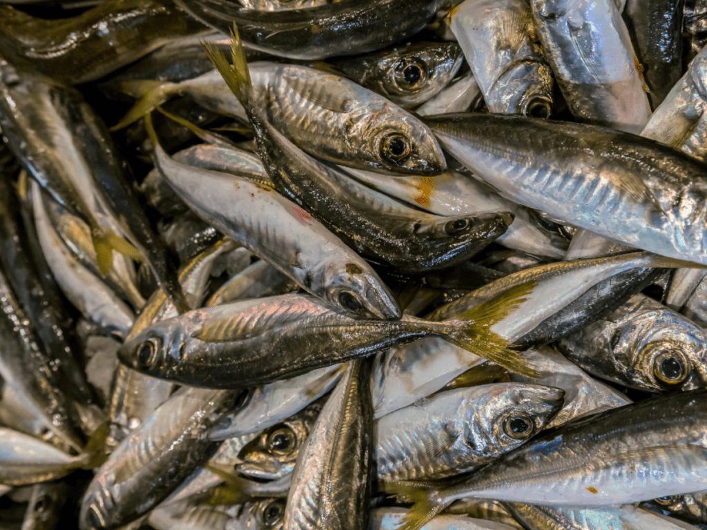 Historical Facts About Mackerel