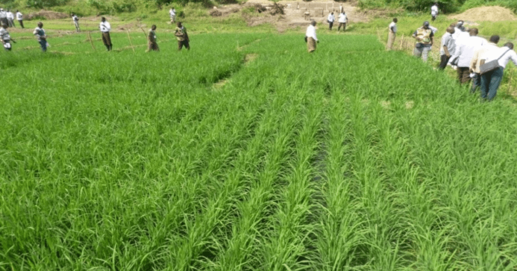 cultivation of rice in ghana