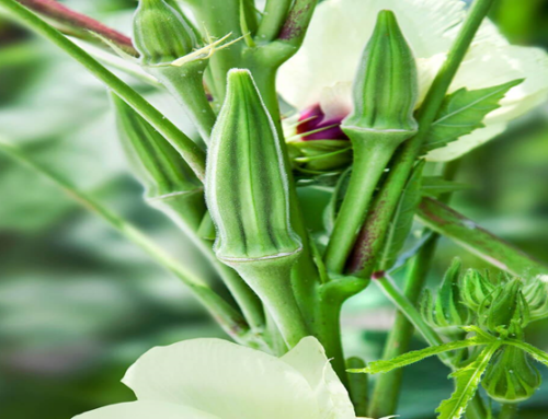 Okra – Nutrients, Benefits, and some Tips