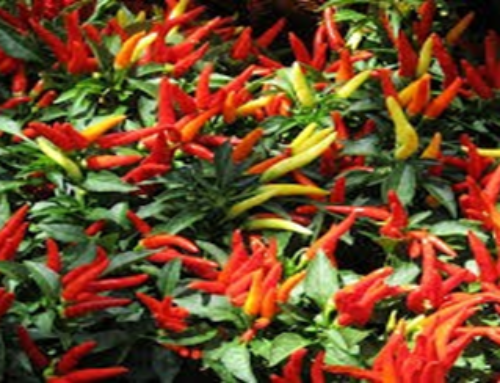 Pepper – Spice Up Your Plate, Soothe Your Buds, and Boost the Health